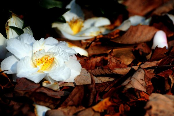 Fleurs blanches sur des feuilles jaunes