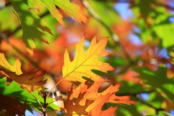 La hoja de otoño llama a la escuela