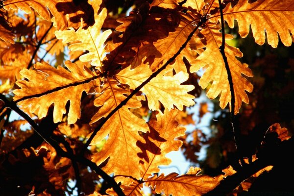 El sol brilla a través de las hojas de roble