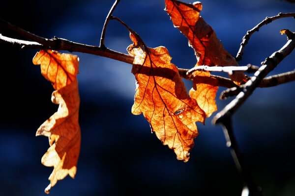 Feuilles jaunies sur fond sombre