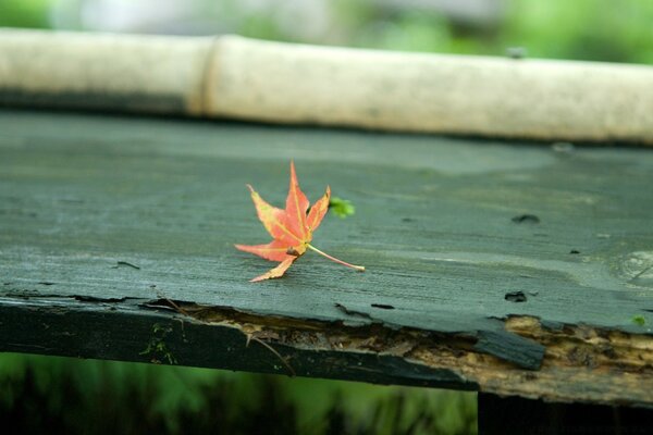 Rotes Blatt auf der Bank