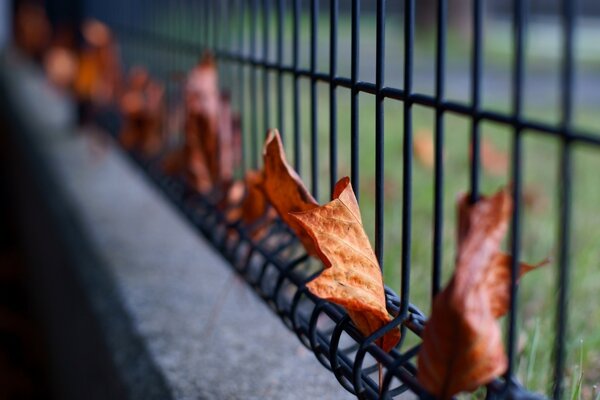 Fallen maple leaves got tangled in the fence