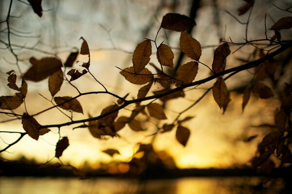 Beautiful autumn sunset on the background of the river