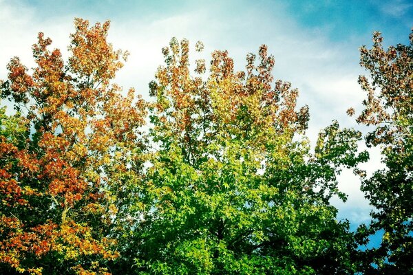 Early autumn. Trees are preparing for the change of seasons