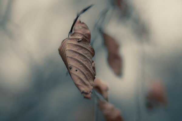 The fallen leaf turned black and curled up