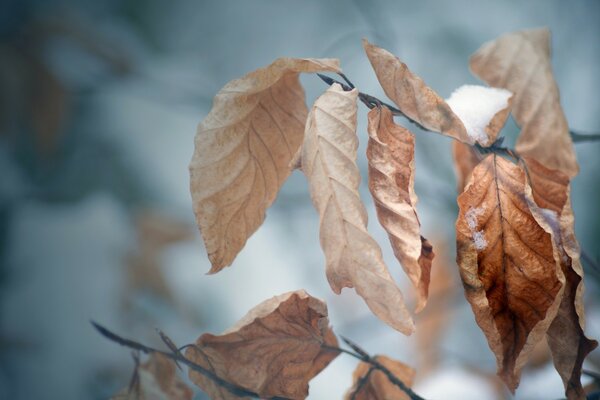 Foglie sull albero in autunno