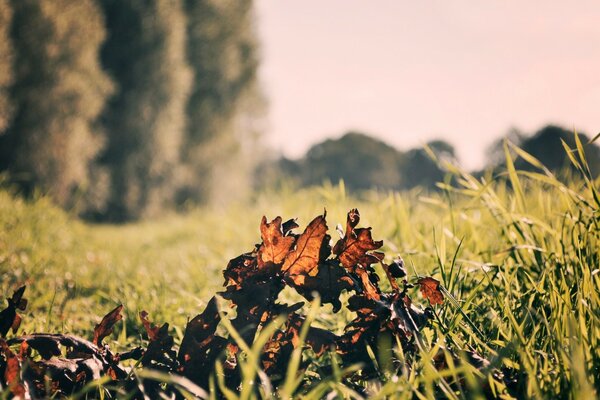 Herbstlaub im Freien