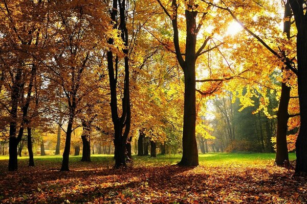 Albero d autunno e foglia d autunno