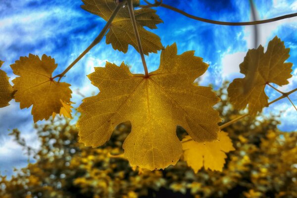 Autumn maple leaf against the sky