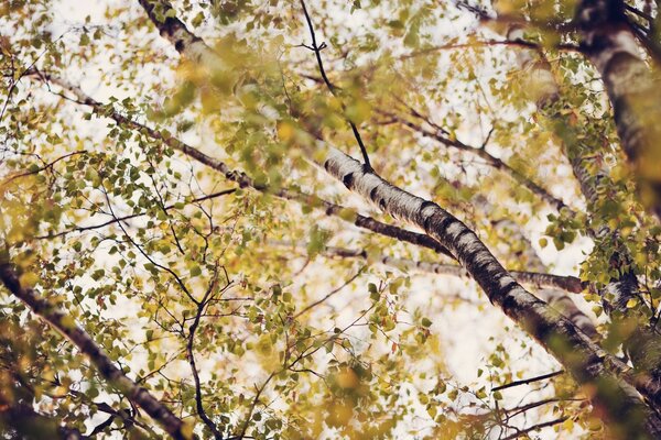 Picture of a birch tree with branches in autumn