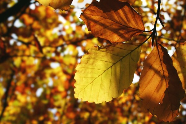 Herbstbaum, Natur in der Nähe