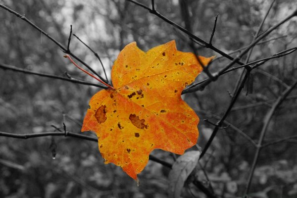 Einsamer Ahornblatt-Herbst