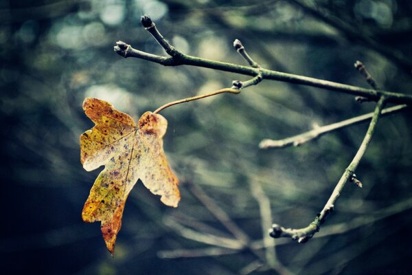 A single yellow leaf on a branch