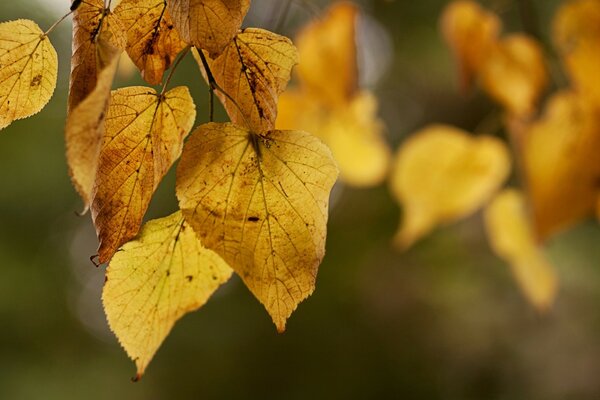 Mysterious, mysterious, beautiful autumn