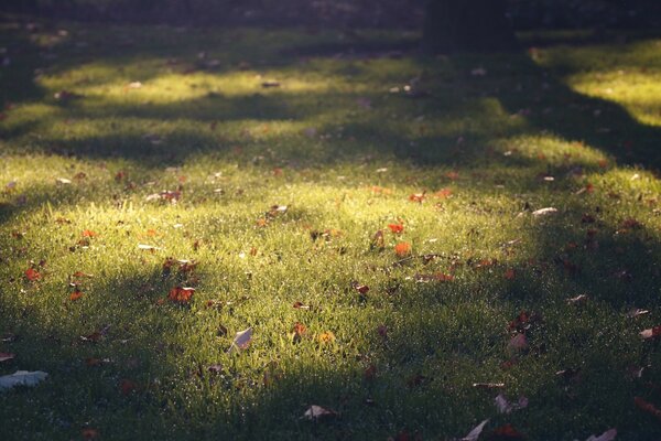 Nature sur fond d herbe tondue