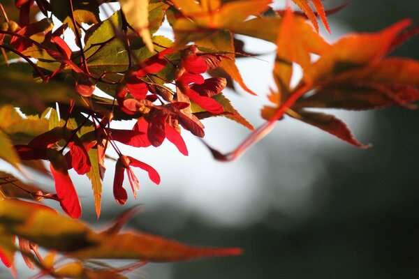 Feuilles rouges sur une branche sur fond gris