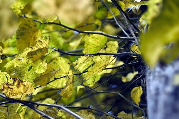 Paesaggio autunnale con foglie