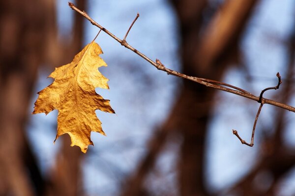 La natura autunnale affascina con la bellezza