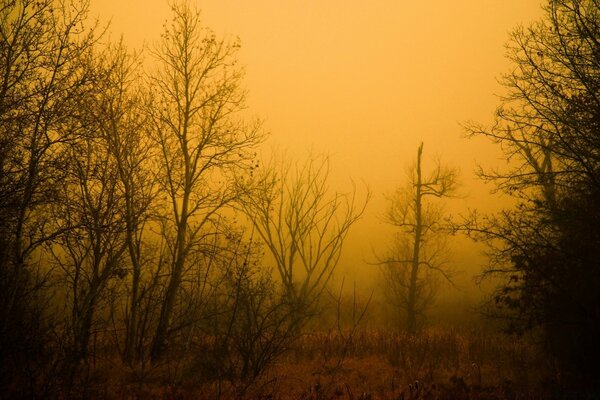 Aube brumeuse, les arbres dans le moule