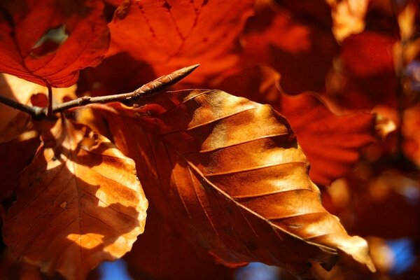 Leaves in autumn in the daytime