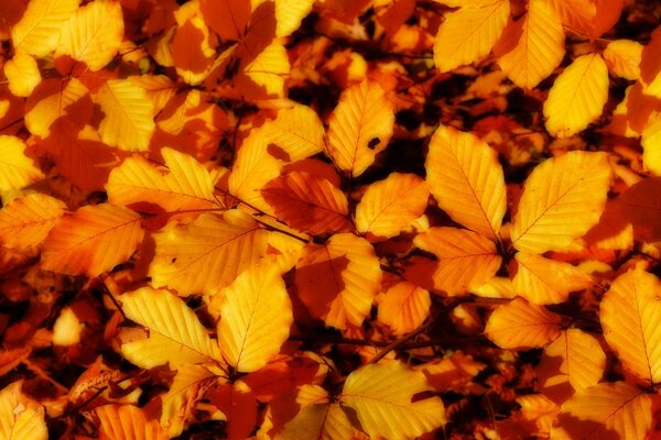 Feuilles d automne chaudes sur le sol