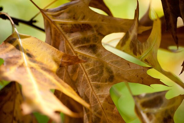 Die Natur gefällt im Herbst mit ihren Farben