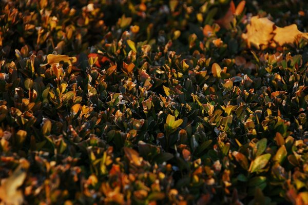 Verschwommene Herbstblätter auf dem Bildschirmschoner