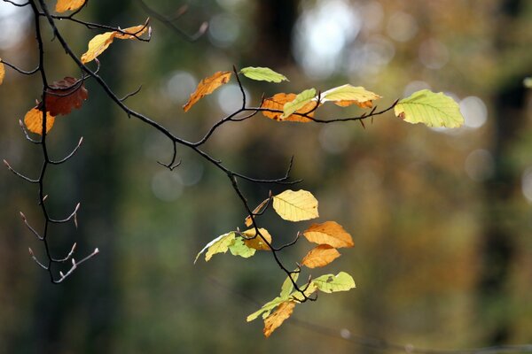 Natur im Herbst. Bäume und Blätter