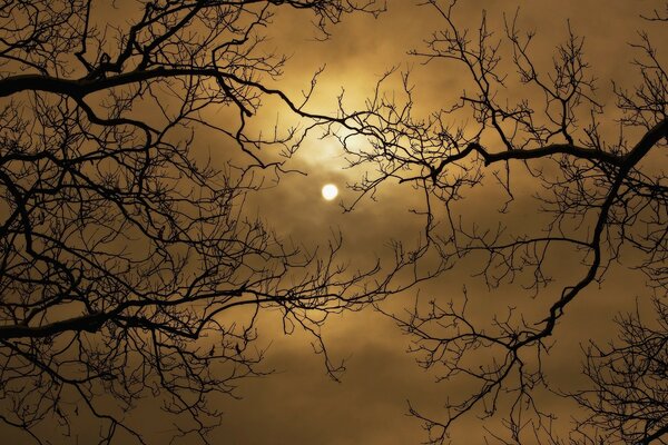 À travers les branches nues des arbres, le coucher du soleil est visible