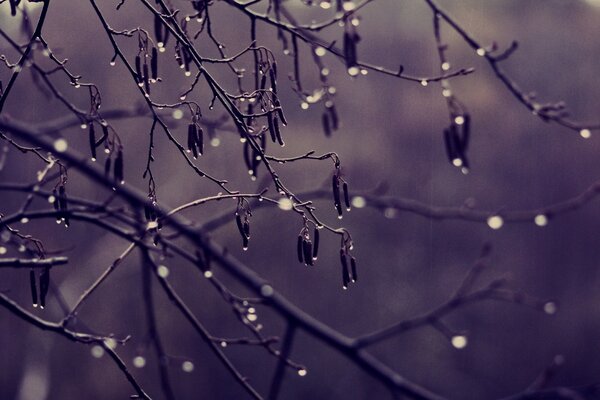 A spider among the dew drops