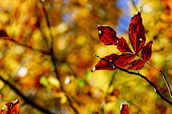 Feuillage d automne sur fond flou