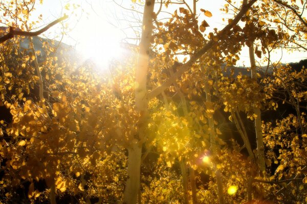 Luce solare attraverso la lente del fogliame autunnale