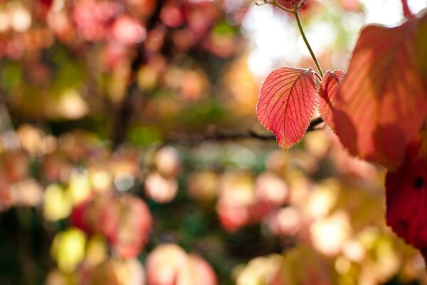 Nature automnale. Feuille d automne