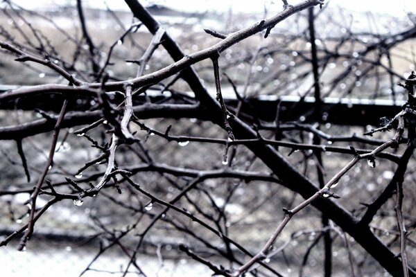 Árbol en invierno en la naturaleza