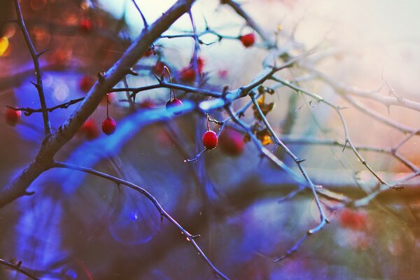 Berries on the bush autumn