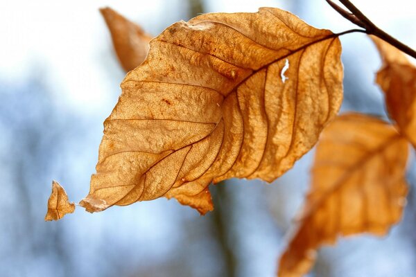 Hojas secas de otoño, naturaleza