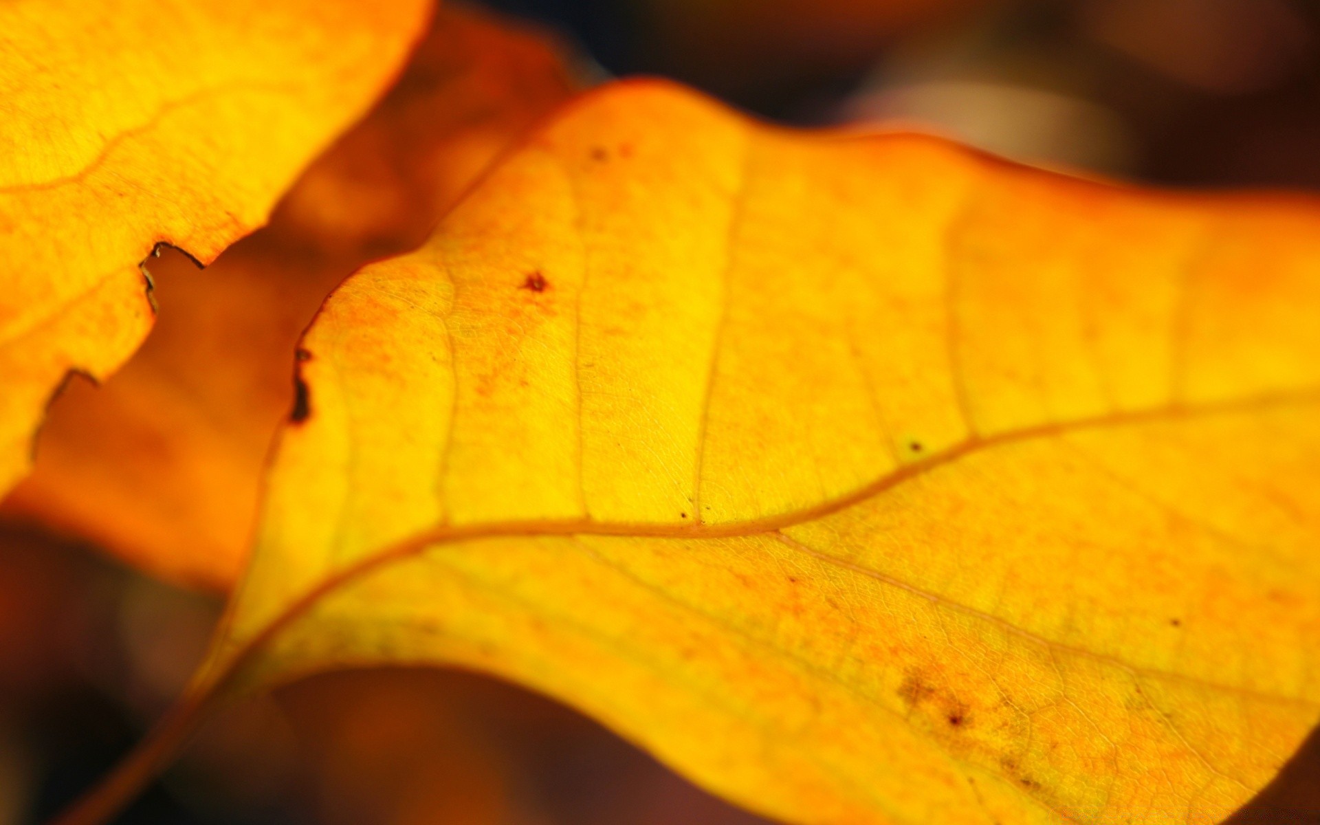 autumn leaf fall flora nature maple color vein tree bright season texture gold light growth desktop wood vibrant change outdoors