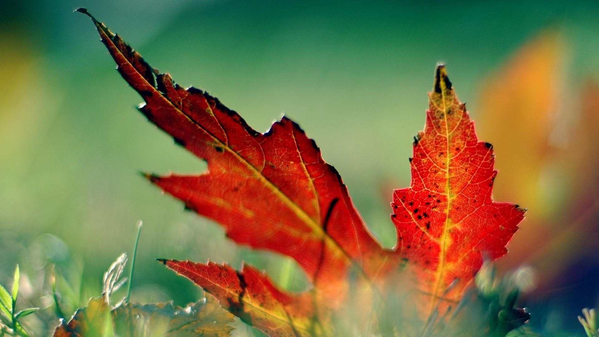 herbst blatt herbst natur ahorn hell farbe im freien flora saison baum gutes wetter sonne schließen holz licht