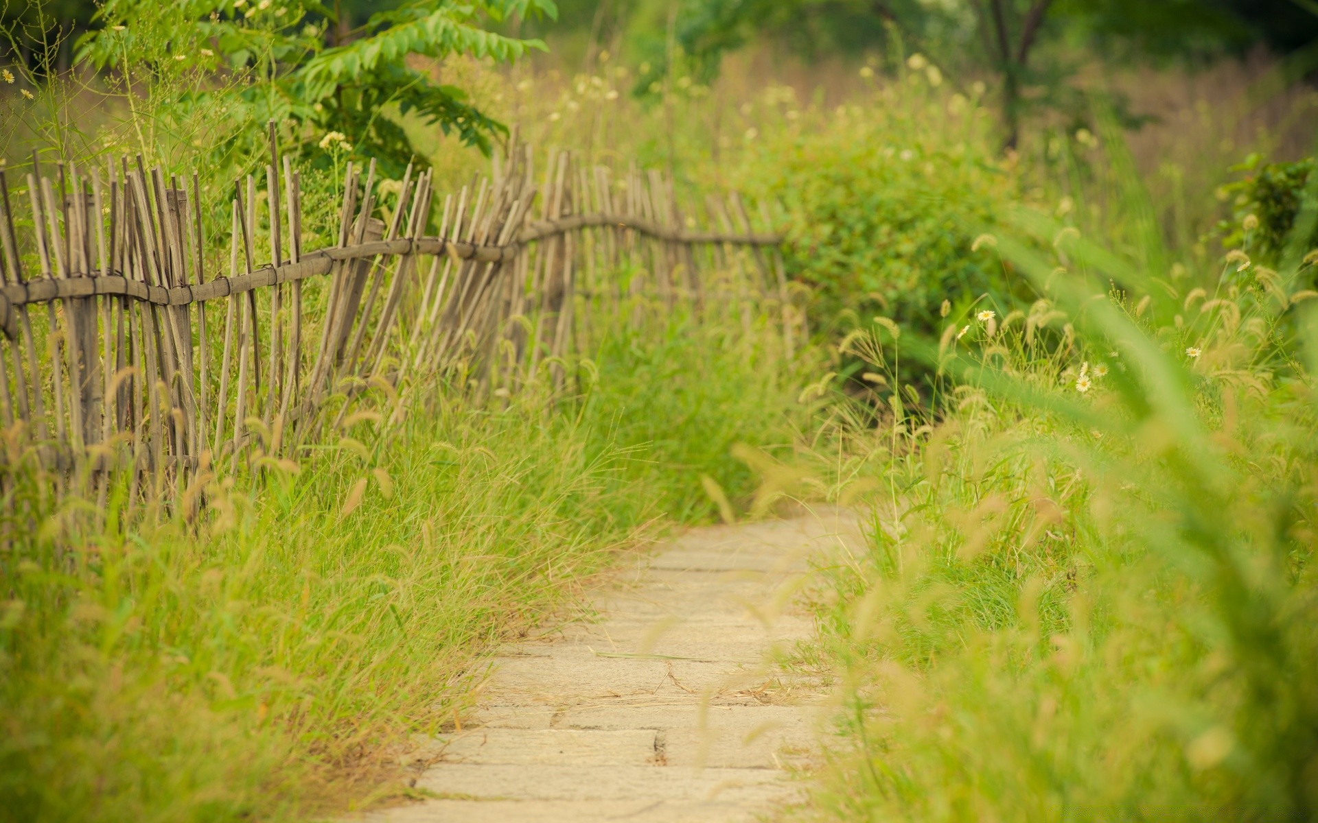 spring grass nature outdoors flora leaf wood summer growth landscape desktop environment garden field color fair weather season bright rural hayfield