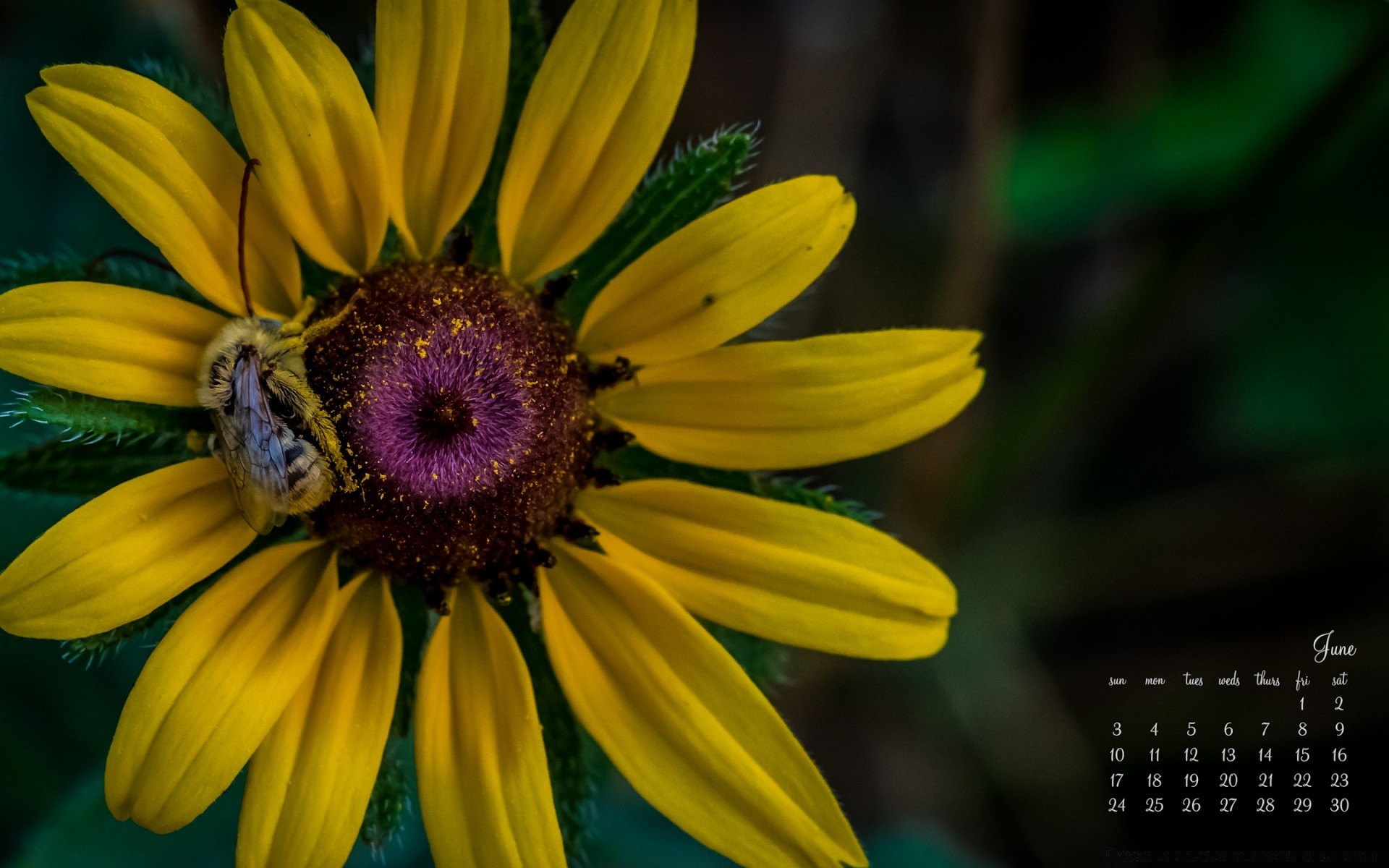 yeni yıl doğa flora çiçek yaz parlak bahçe yaprak güzel açık havada büyüme renk petal çiçek çiçek açan yakın çekim