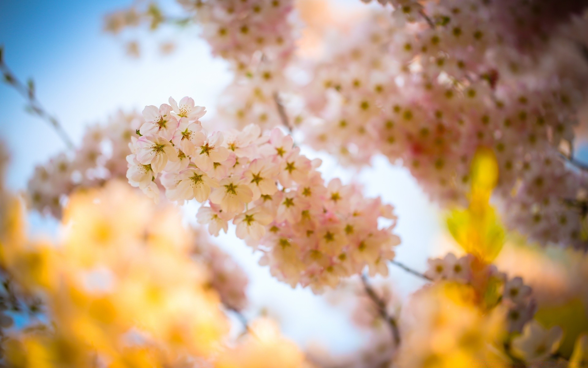 spring flower nature flora cherry season branch tree bright floral color blooming leaf garden close-up summer beautiful petal growth outdoors