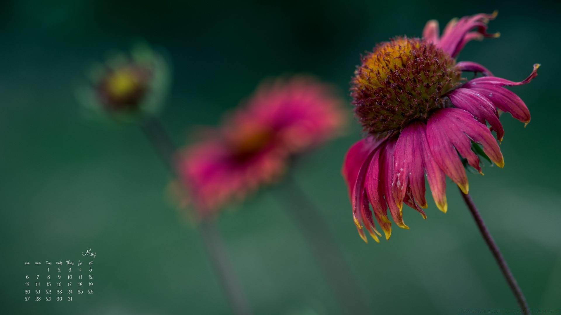 new year nature flower flora summer outdoors leaf garden growth petal bright close-up pollen