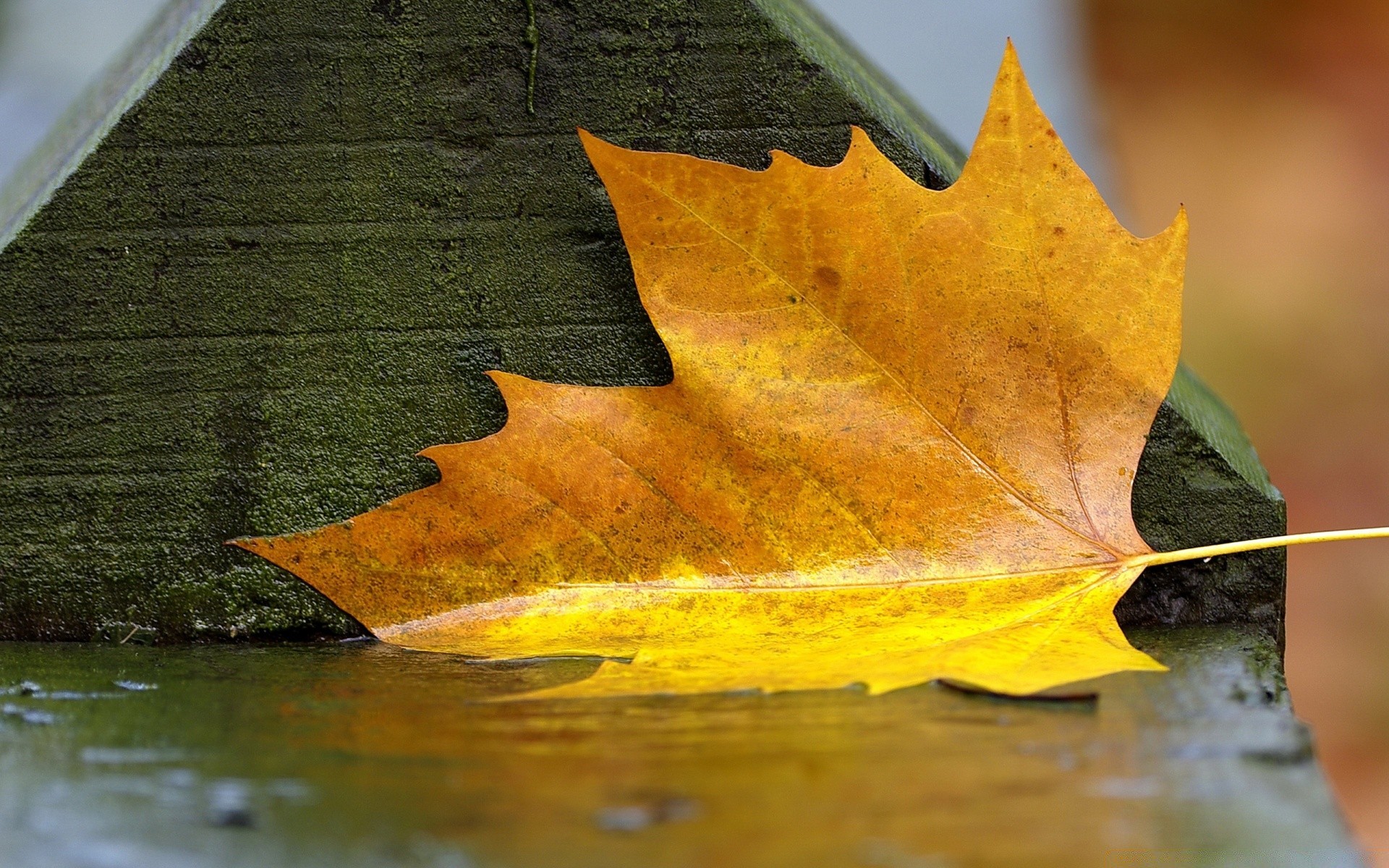 autumn fall maple leaf wood nature tree color desktop bright outdoors gold season texture change flora water light vibrant