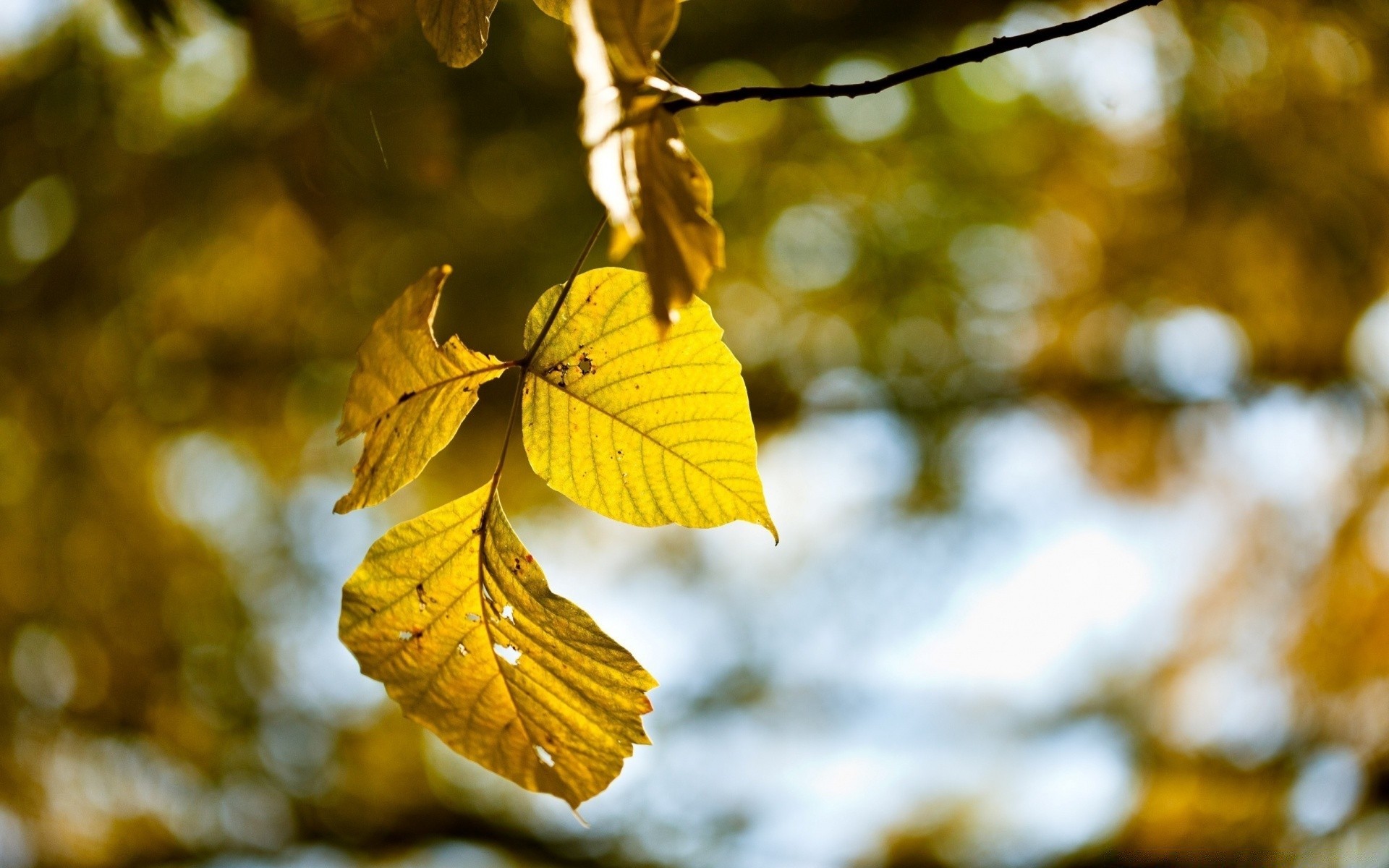 automne feuille automne nature arbre bois saison branche en plein air lumineux beau temps flore parc érable lumière couleur soleil environnement croissance or