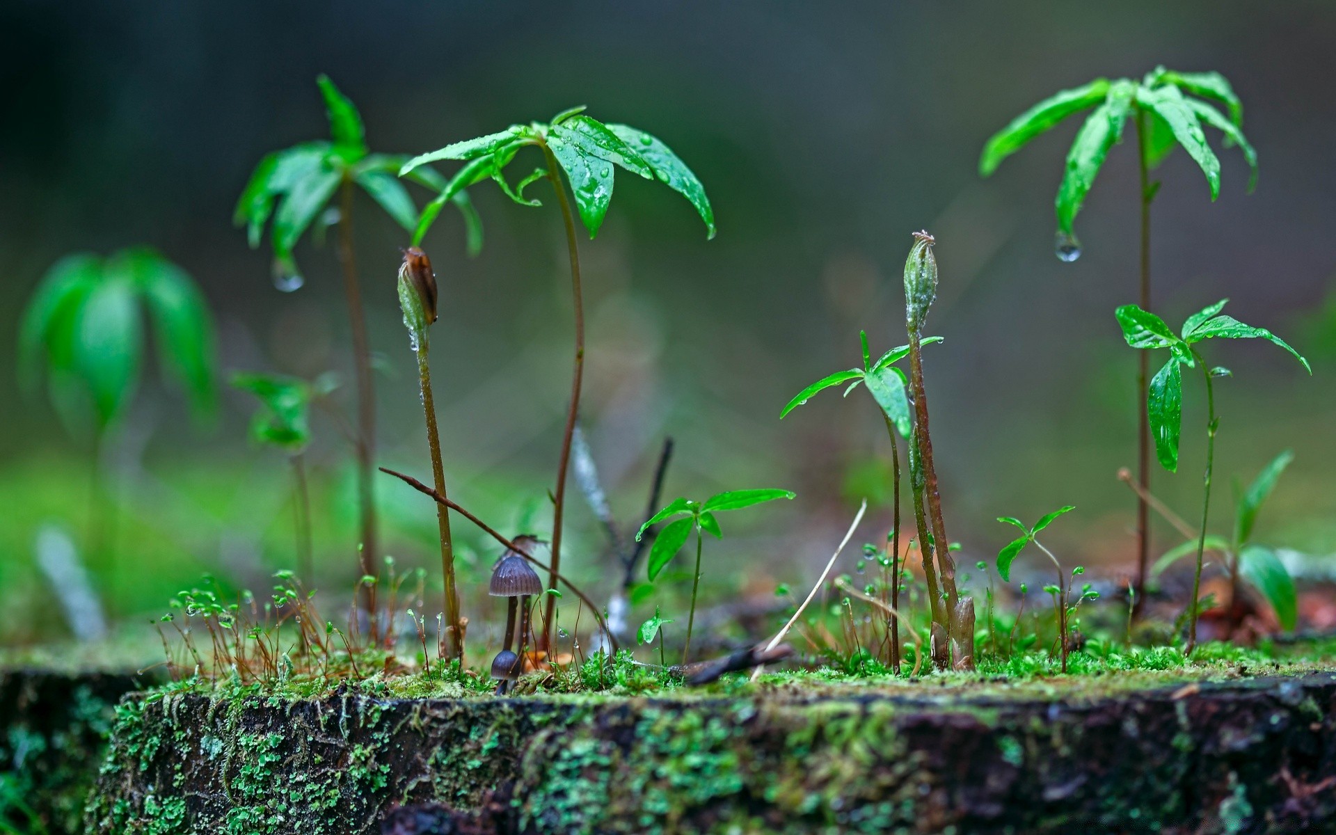 primavera foglia flora natura crescita ambiente giardino erba legno terreno esterno estate stagione ecologia buccia