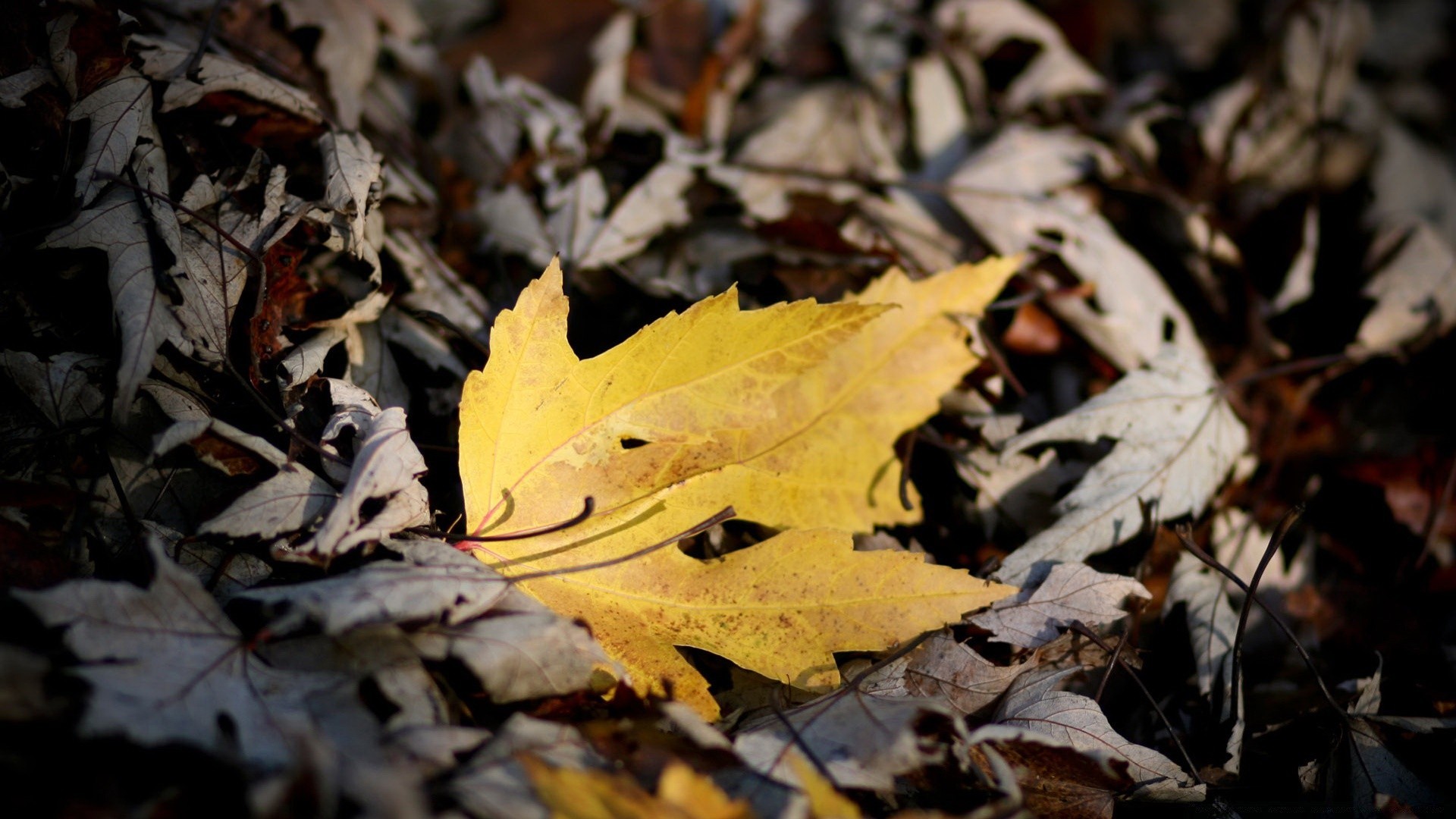 automne automne feuille érable nature changement bois environnement bois terre saison à l extérieur flore couleur sec texture lumineux bureau lumière