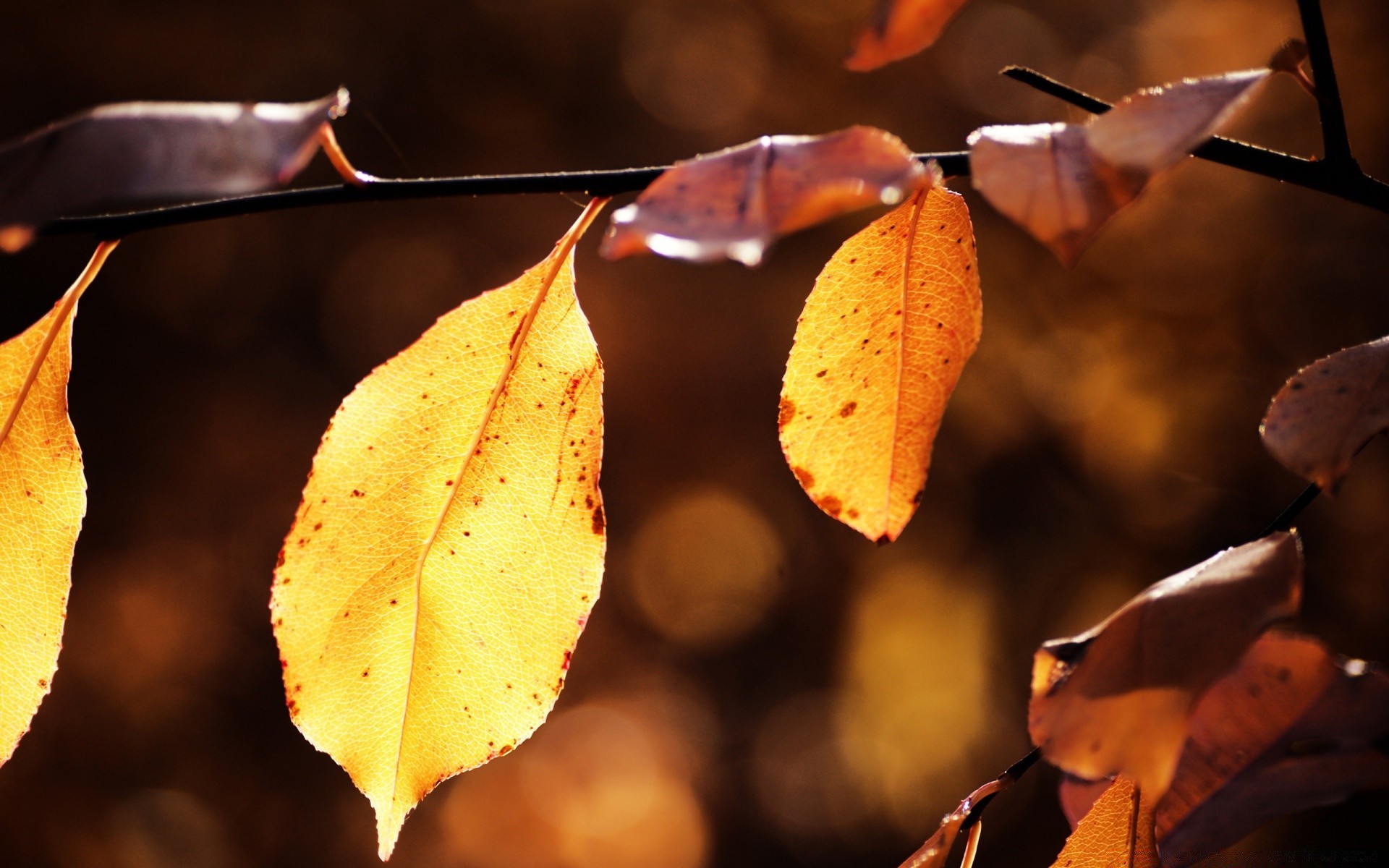 automne automne feuille arbre à l extérieur nature flou lumière érable bois flore couleur branche parc