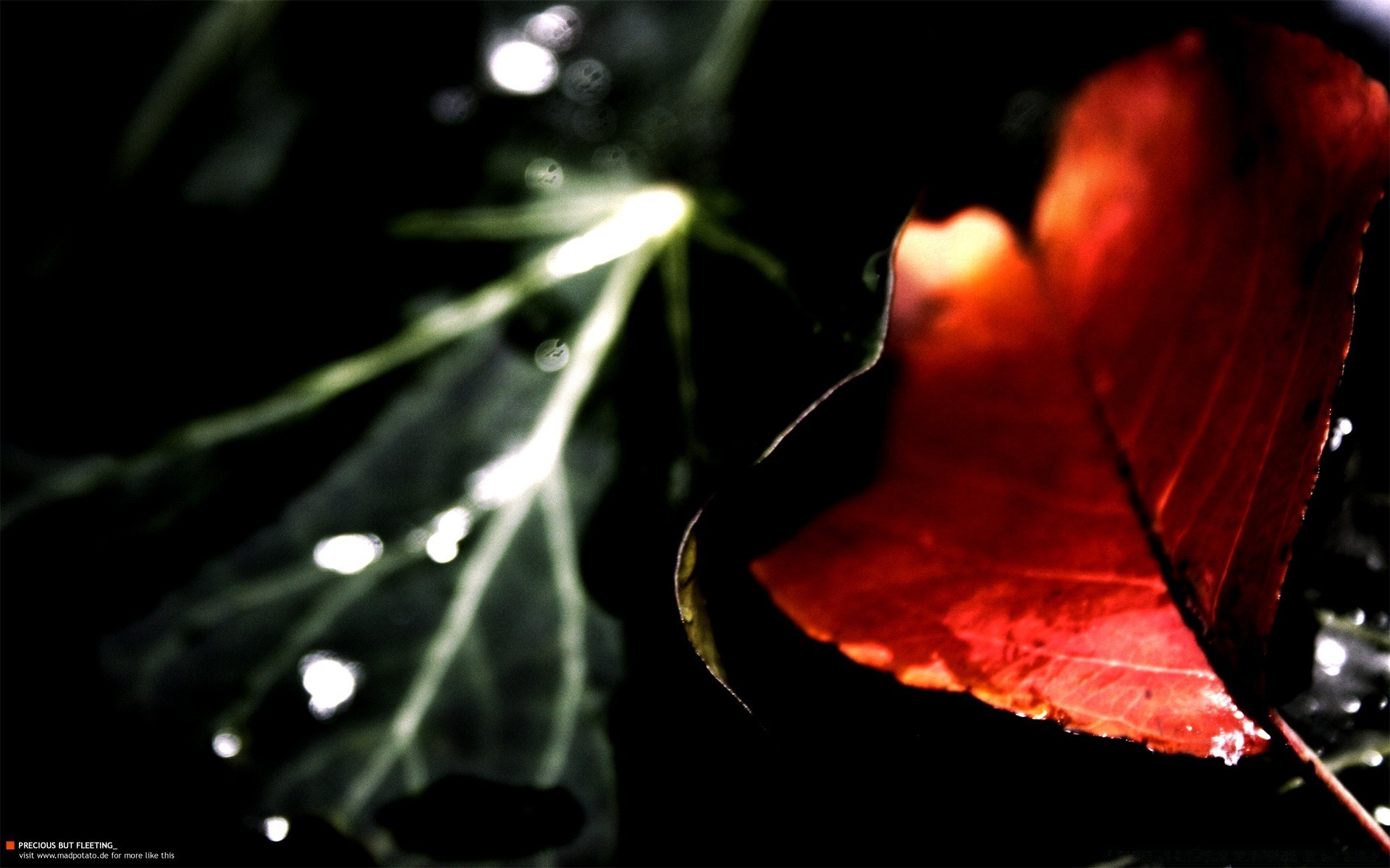 herbst blatt regen licht unschärfe flora natur herbst tau farbe tropfen baum blume im freien wasser garten