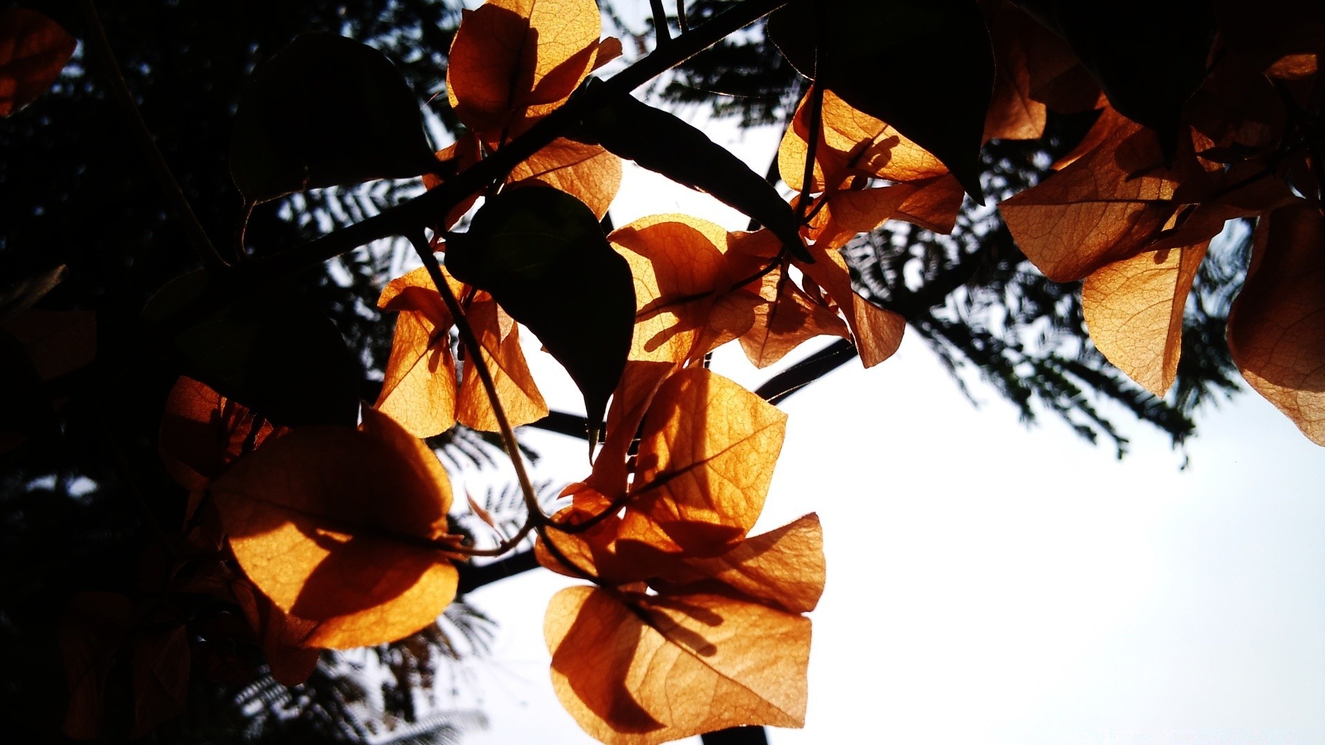 herbst baum herbst blatt im freien licht