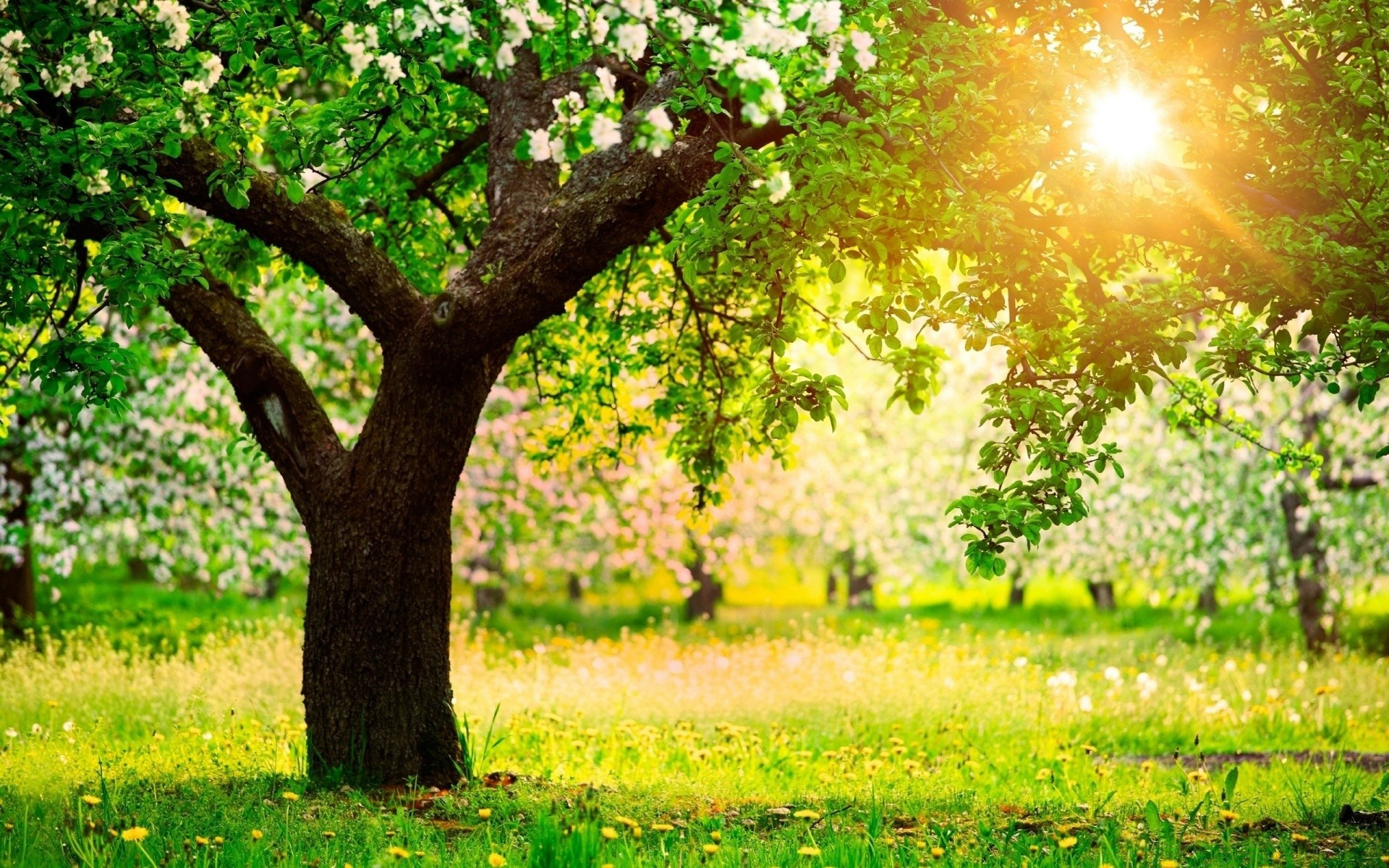 frühling baum landschaft natur gras saison wachstum blatt des ländlichen sonne garten sommer park zweig landschaft gutes wetter flora blume im freien hell umwelt